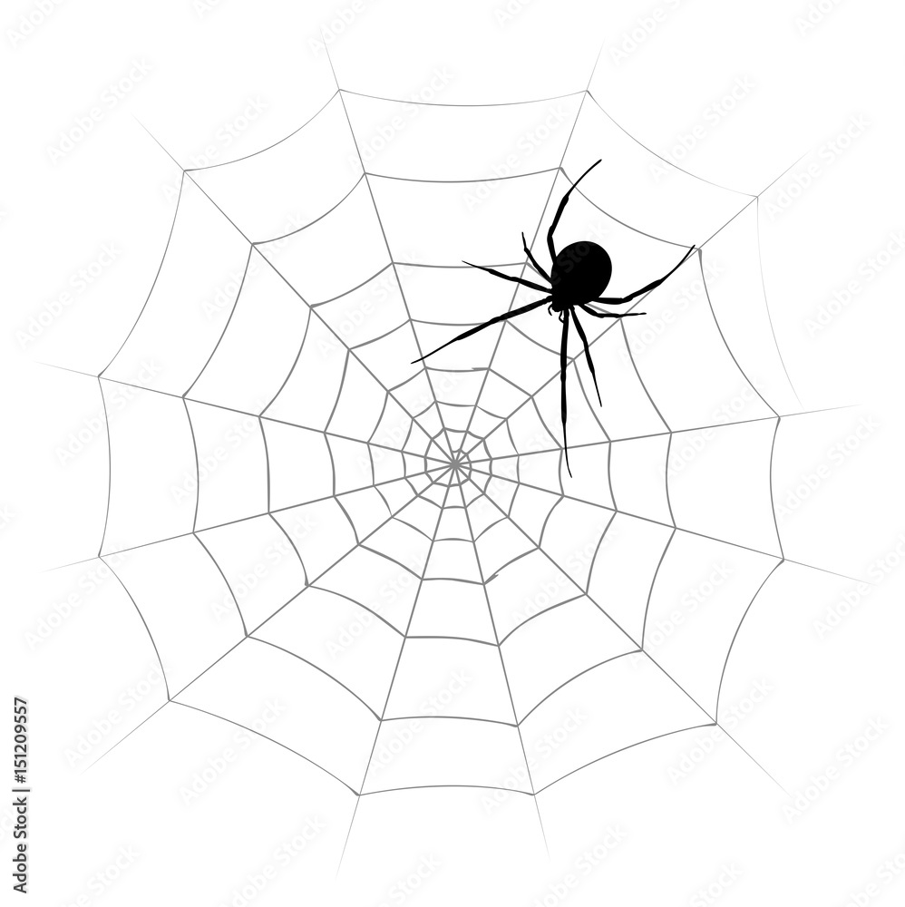 Fototapeta premium Spider