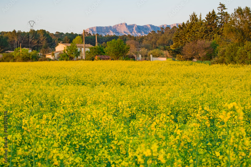 Paysage: champ de colza au printemps. Montagne la Sainte-Victoire. France. Provence.