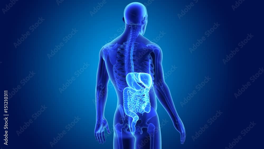 Digestive system with skeleton