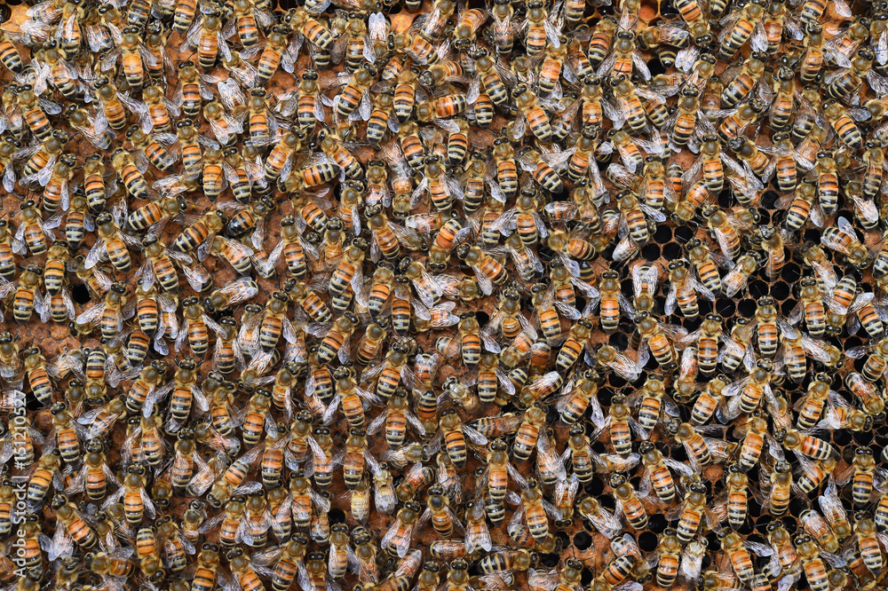 Honey bees on wooden frames in beehive. Honey bees on wooden frames in beehive.
