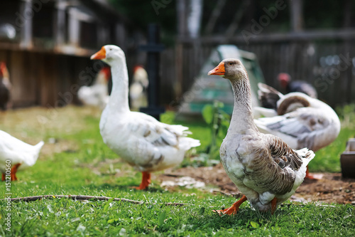 Geese and sheep on a farm