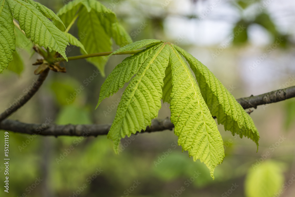 Young green chestnut leaves. Young green chestnut leaves.