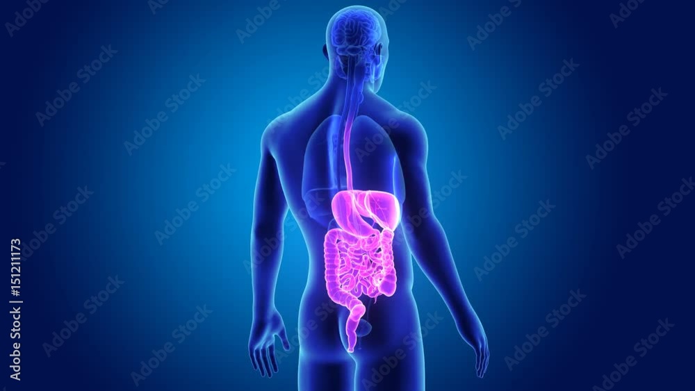 Digestive system with organs Digestive system with organs