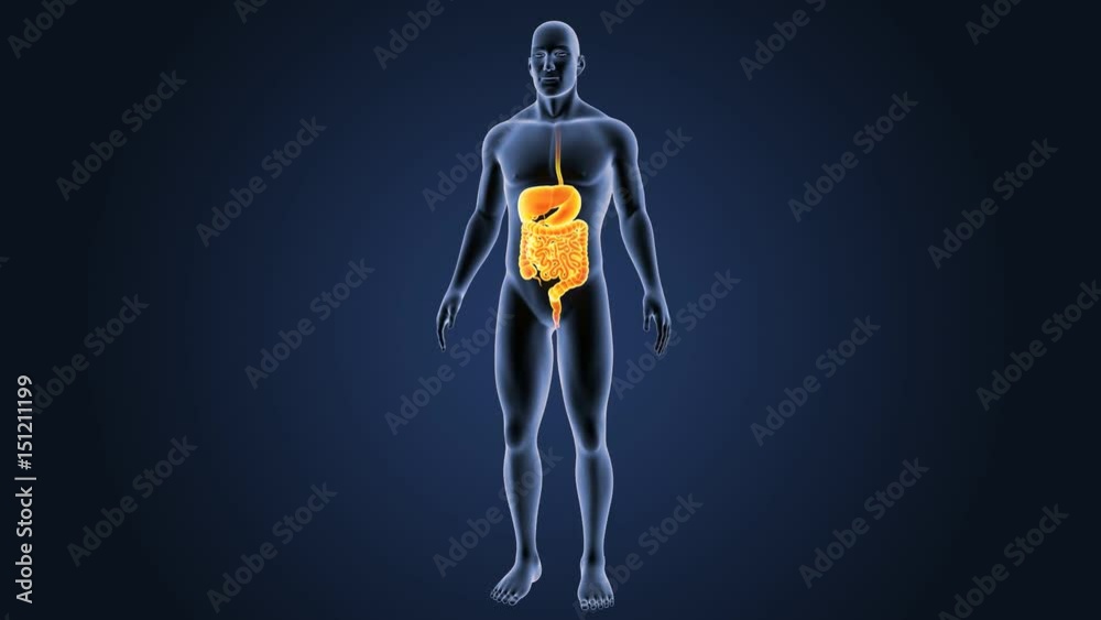 Digestive system with body Digestive system with body