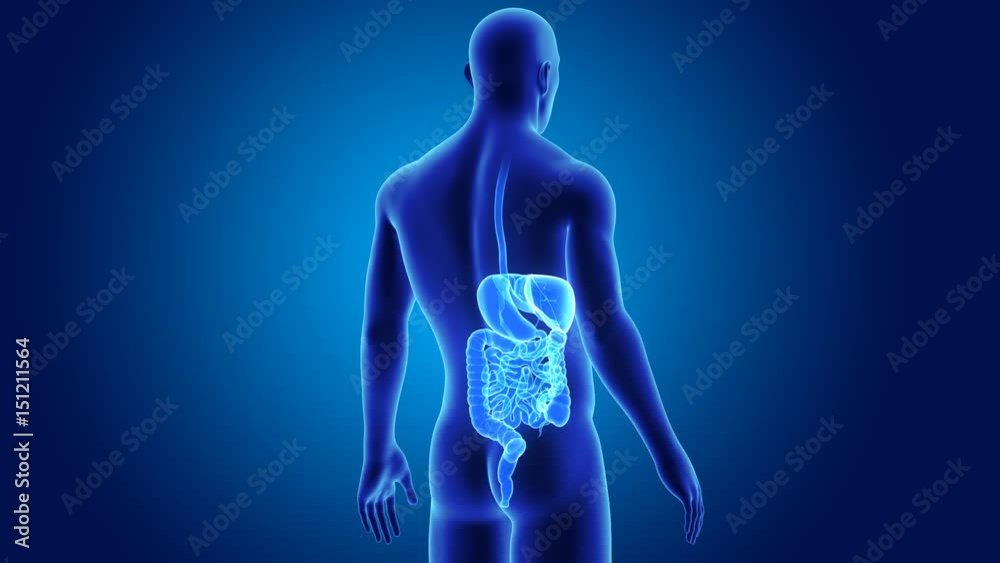 Digestive system with body