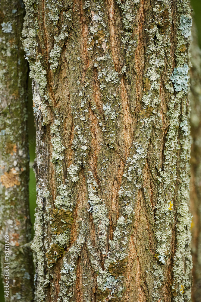 Hornbeam tree bark closeup