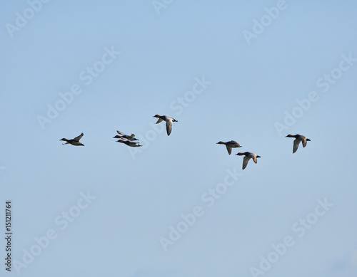 Group of wild ducks in flight