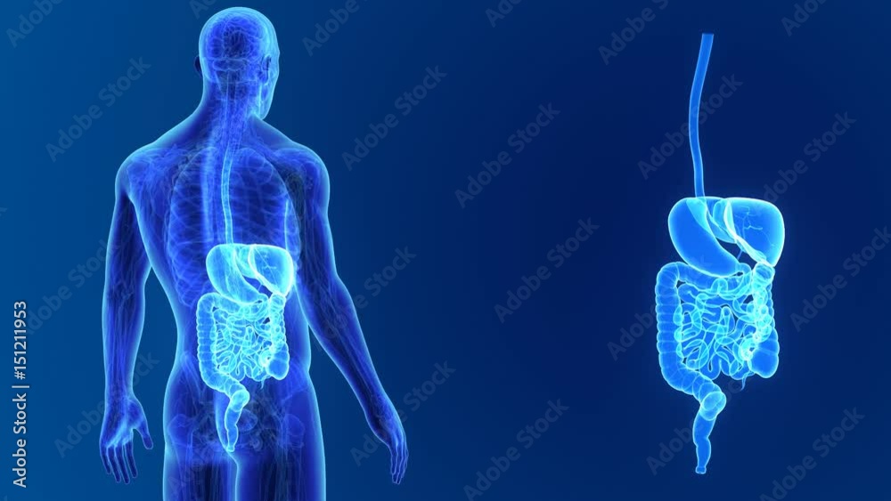 Digestive system zoom with anatomy Digestive system zoom with anatomy