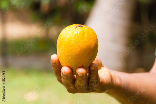 Ripe Mango in Indian Hand.