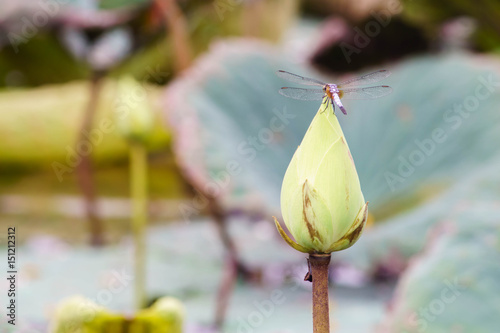 Dragonfly catch green bud lotus. photo