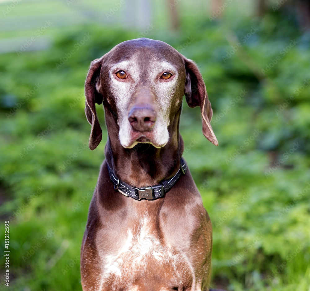 German shorthaired pointer