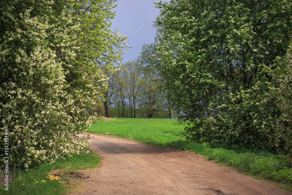 The bird cherry blossoms on the road