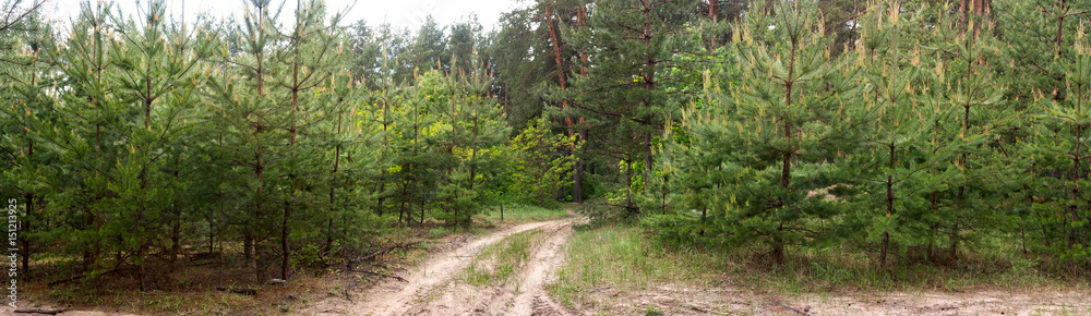 Dirt road in the forest -- spring summer landscape, banner, panorama