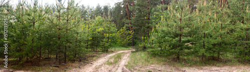 Fototapeta Naklejka Na Ścianę i Meble -  Dirt road in the forest -- spring summer landscape, banner, panorama