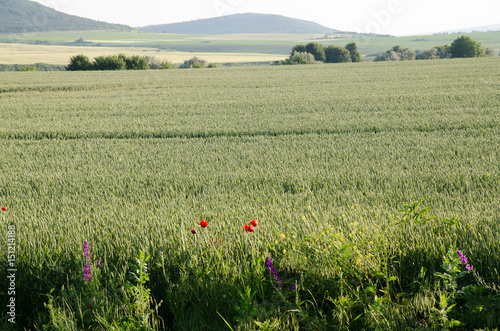 Red poppies on a wheat field