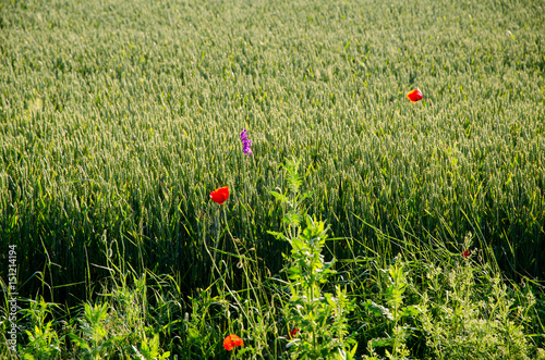 Red poppies on a wheat field © Kohar