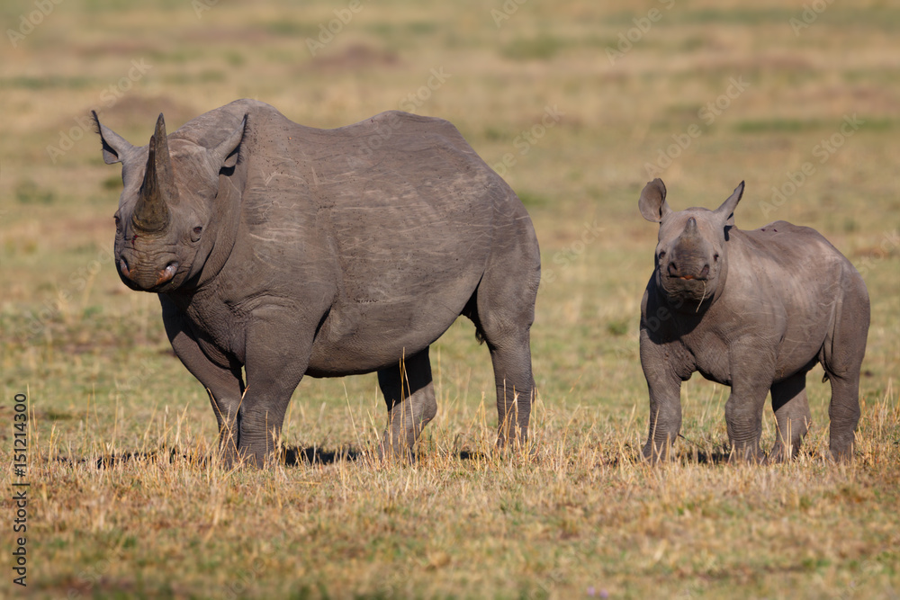 Black Rhino mother with calf in the savannah of Masai Mara, Kenya Black Rhino mother with calf in the savannah of Masai Mara, Kenya