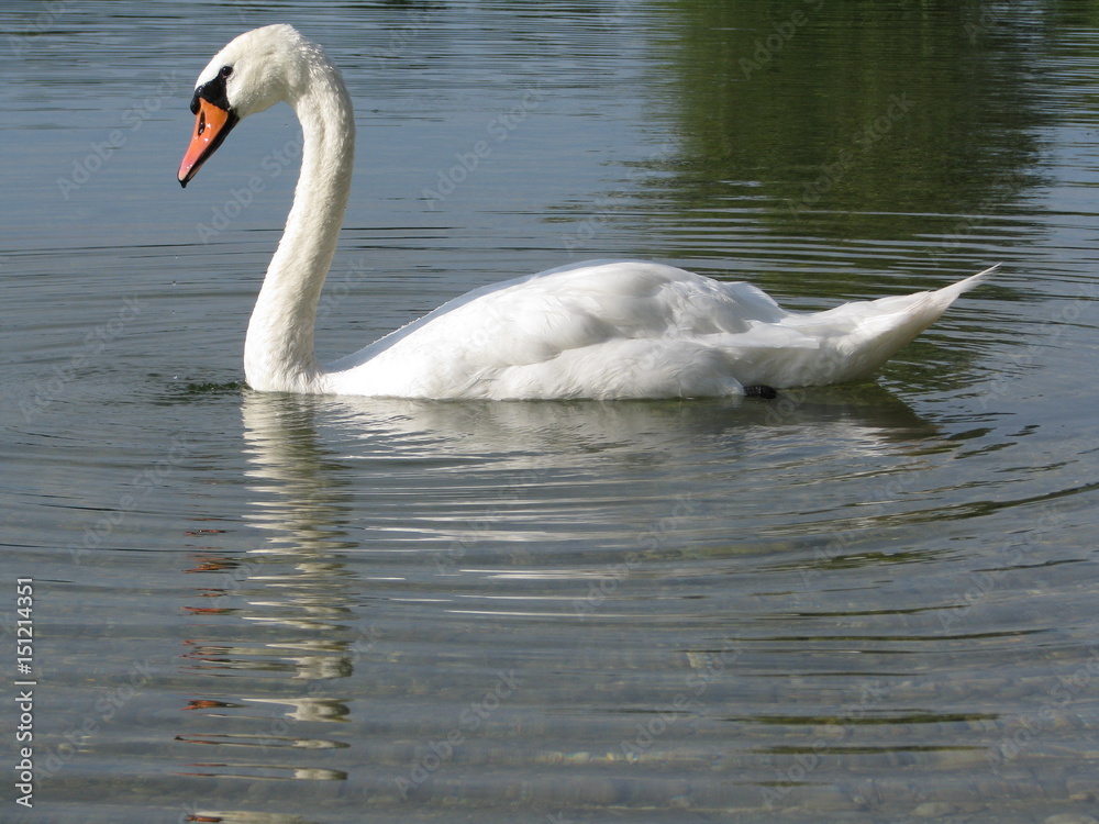 I Can See You - Swan - Linz I Can See You - Swan - Linz