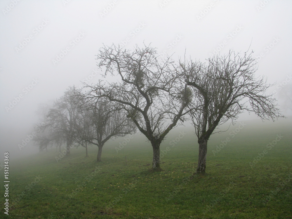November Trees - Austria