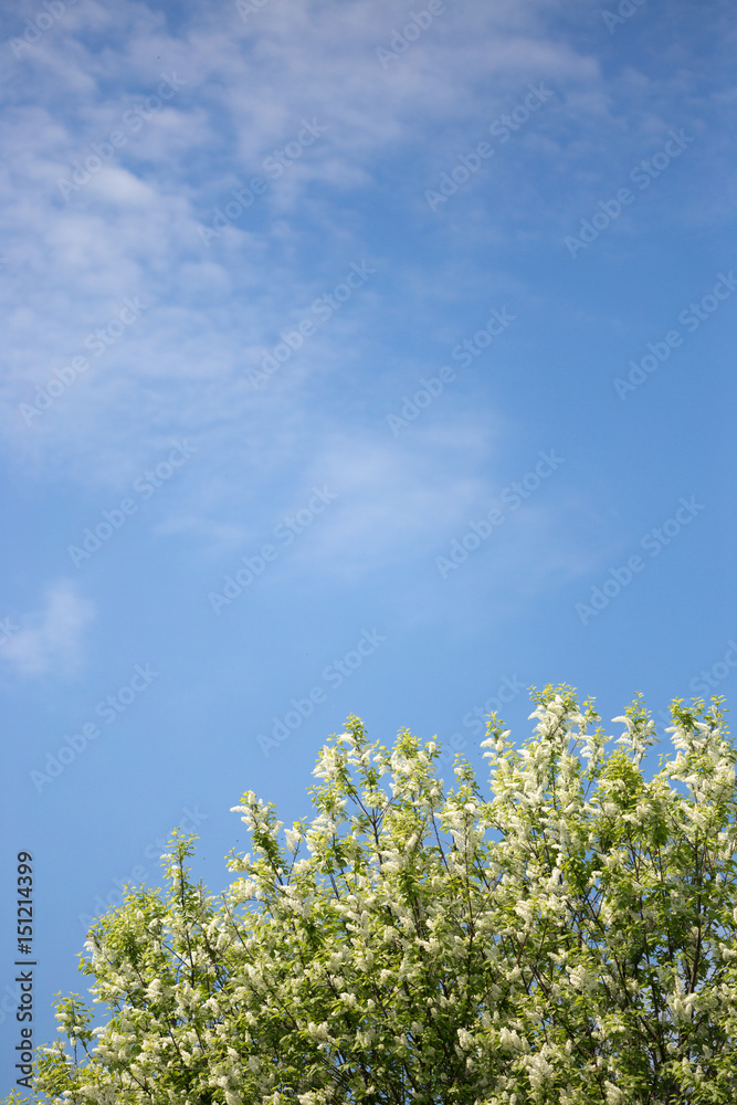 Bird cherry blossoms against the blue sky. background
