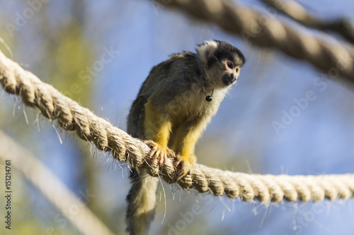 A Black-capped squirrel monkey