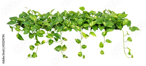 Heart shaped leaves vine golden pothos isolated on white background, clipping path included