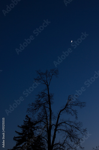Silhouettes of trees against the background of the night sky and a young moon in the sky