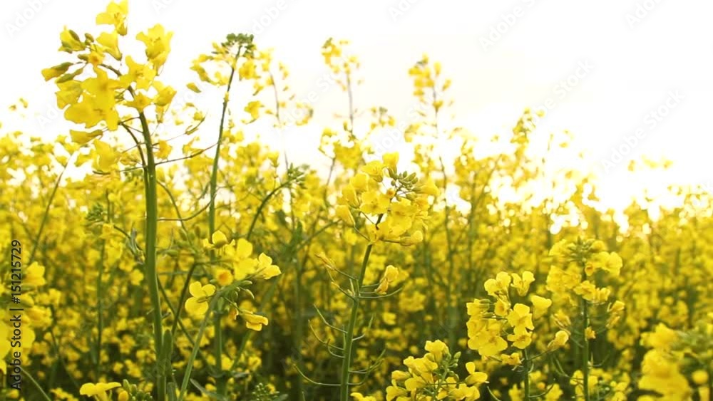 Rape field at sunset. Rape flowers close-up glimpse of the golden sun