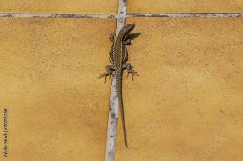 Pyrenean rock lizard (Iberolacerta bonnali) photo