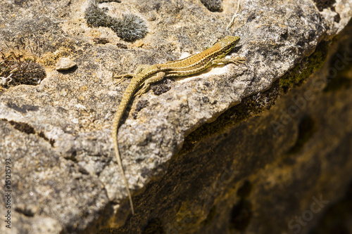 Pyrenean rock lizard (Iberolacerta bonnali)
