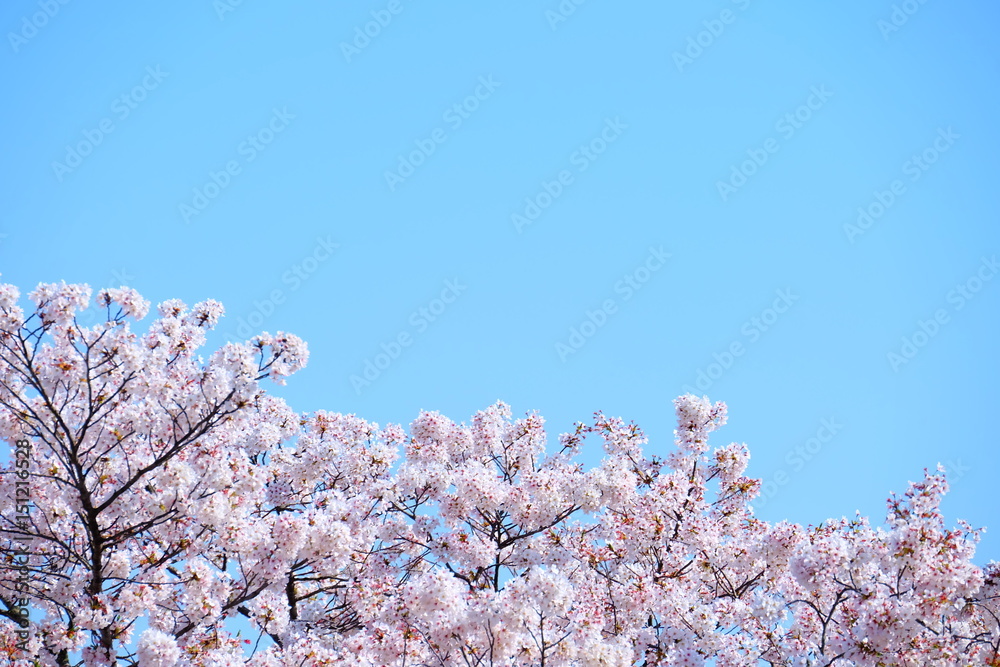 青空とさくら 青空とさくら