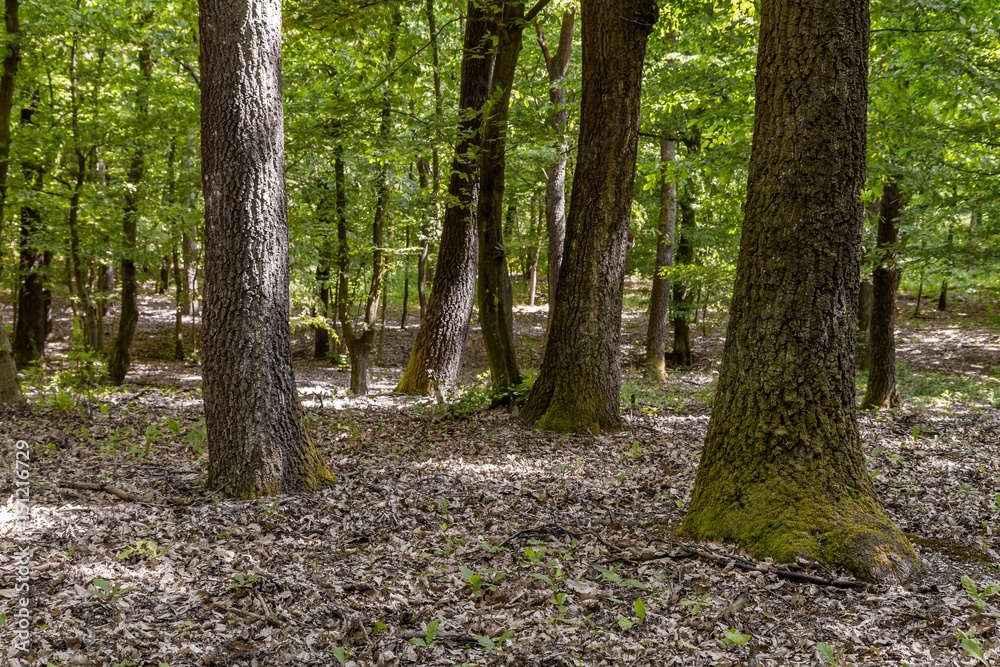 Green forest with oak trees