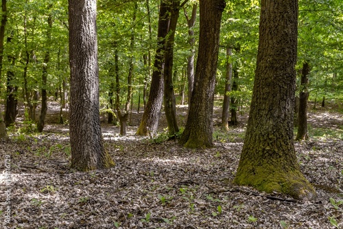 Green forest with oak trees