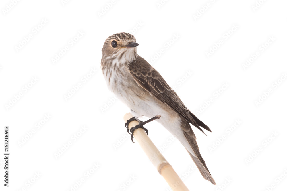 Fototapeta premium Spotted Flycatcher