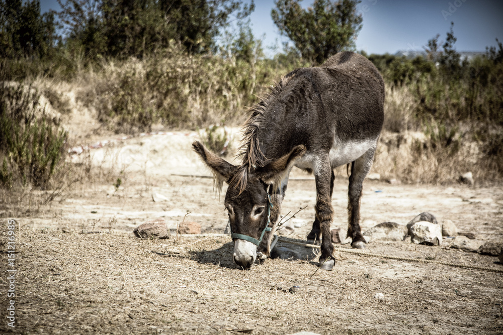 Cute domestic donkey grazing under the sun in summer day Cute domestic donkey grazing under the sun in summer day