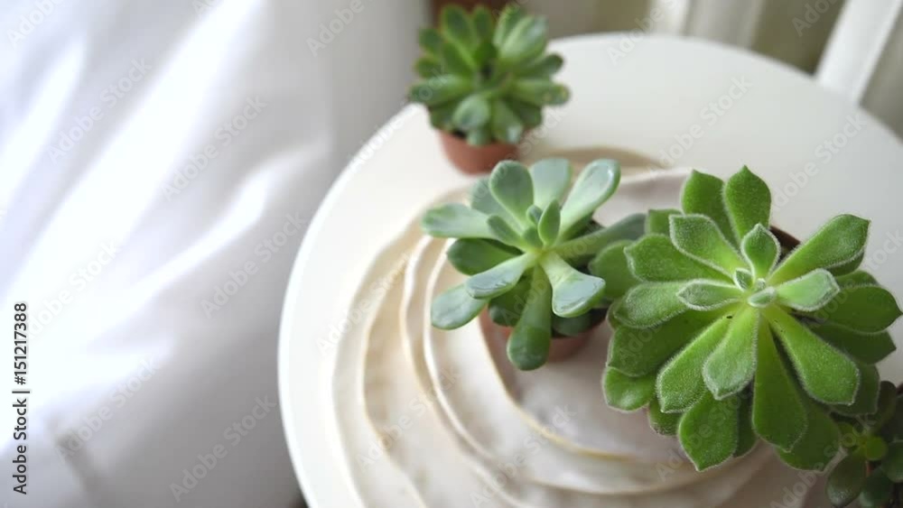 Scandinavian white interior home decor details, succulents on table
