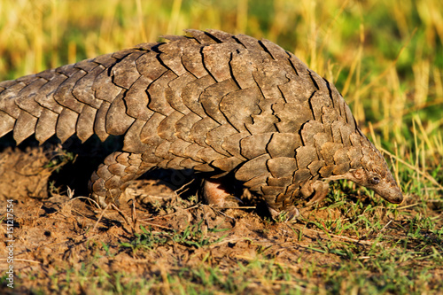 Close up of the rare Giant Pangolin in Masai Mara, Kenya