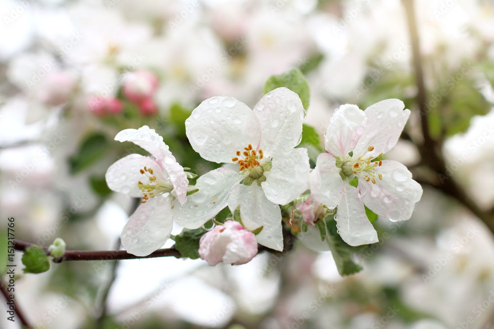 spring weather for growth/ Flowers of fruit trees with drops after rain in the garden