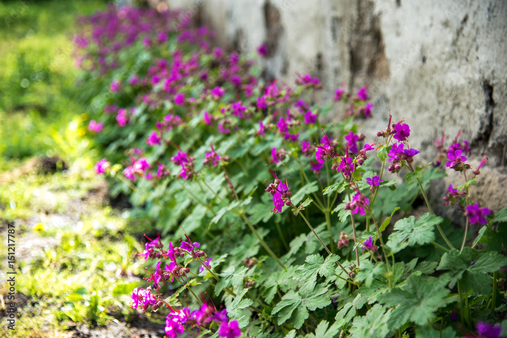 Geranium in a spring garden - selective focus, copy space Geranium in a spring garden - selective focus, copy space