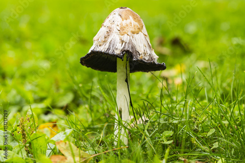 Common Ink Cap Mushroom, aka Tipplers Bane (Coprinopsis atramentaria) photo