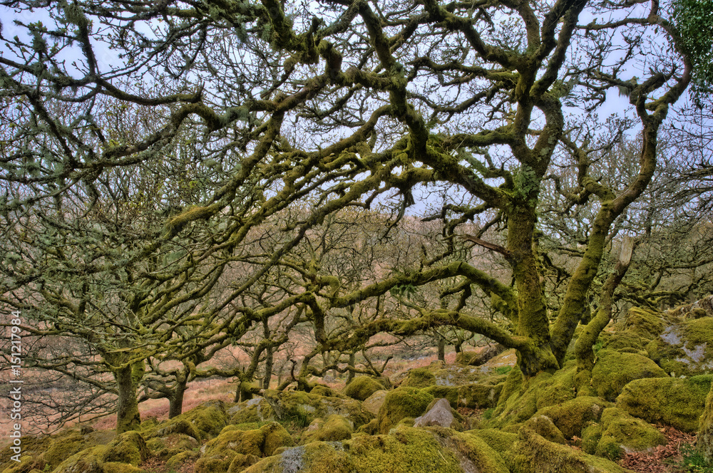 alte Bäume im Wistman's wood alte Bäume im Wistman's wood