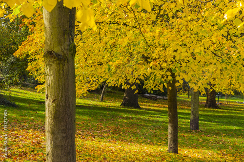 Black Poplar (Populus nigra), Dulwich Park, London, England, United Kingdom photo