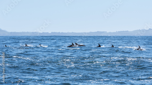 Delfine in Kaikoura in Neuseeland  New Zealand 