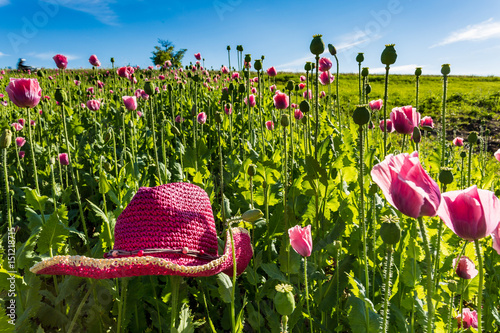 Schilderij op canvas pink hat in blooming opium poppy (Papaver somniferum) field