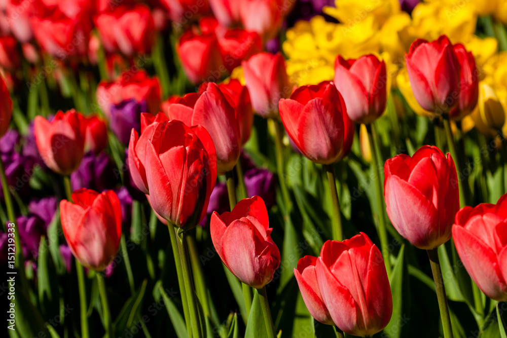 Spring field of colorful tulips