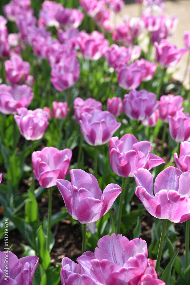 Tulipes violettes au printemps au jardin Tulipes violettes au printemps au jardin