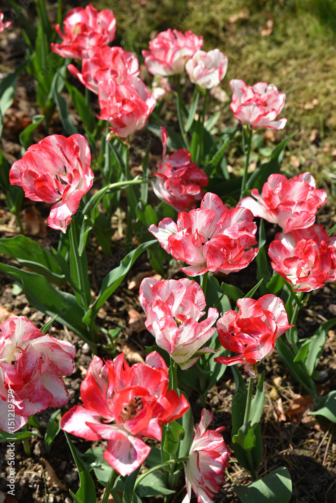 Tulipes rose et blanc au printemps au jardin Tulipes rose et blanc au printemps au jardin