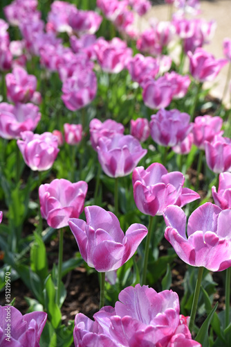 Fototapeta Naklejka Na Ścianę i Meble -  Tulipes violettes au printemps au jardin