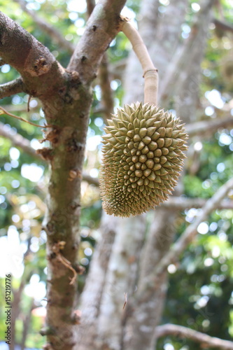 Fresh baby durian, King of fruit Thailand photo