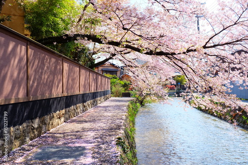 春の祇園白川